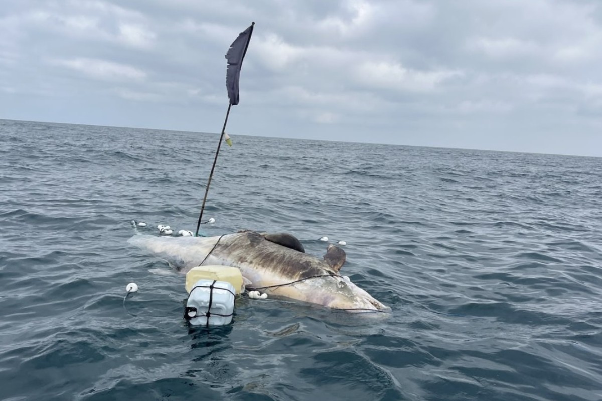 Golfinho de 4 metros é encontrado morto com apetrecho de pesca, em Ilhabela