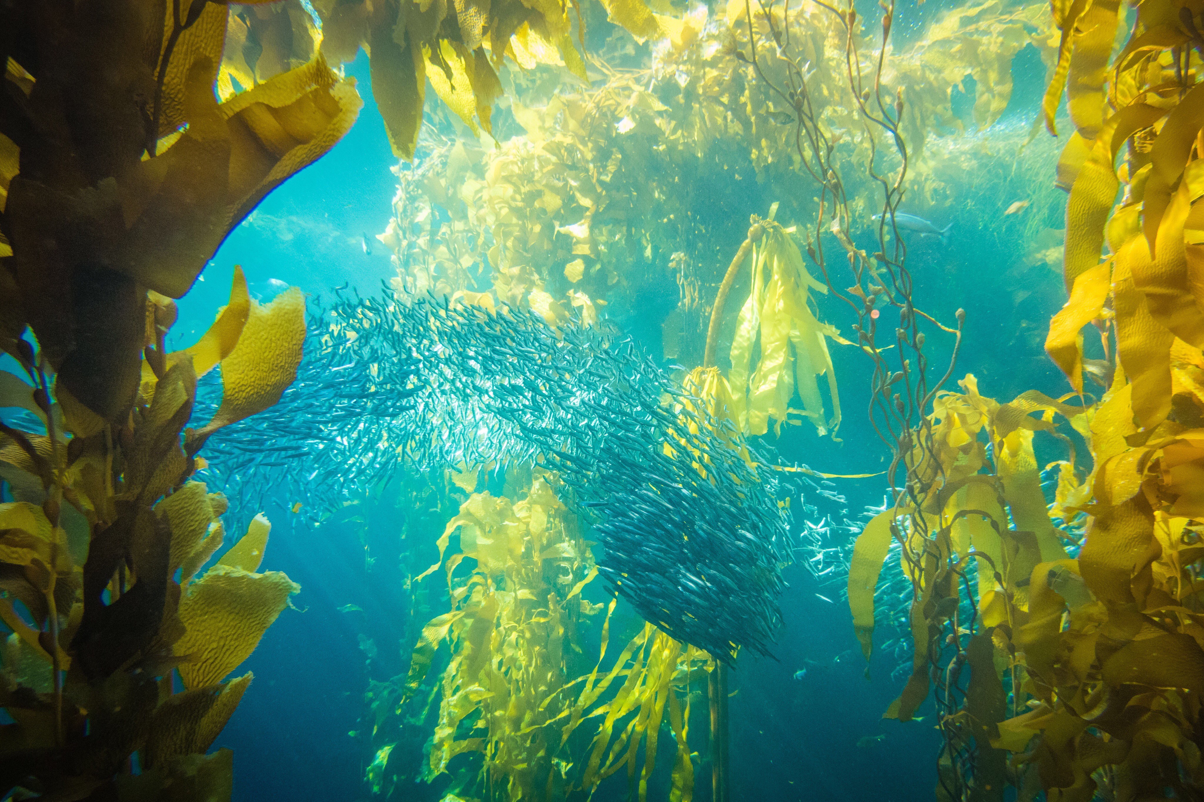 Biodiversidade marinha é motor para economia azul em Santa Catarina