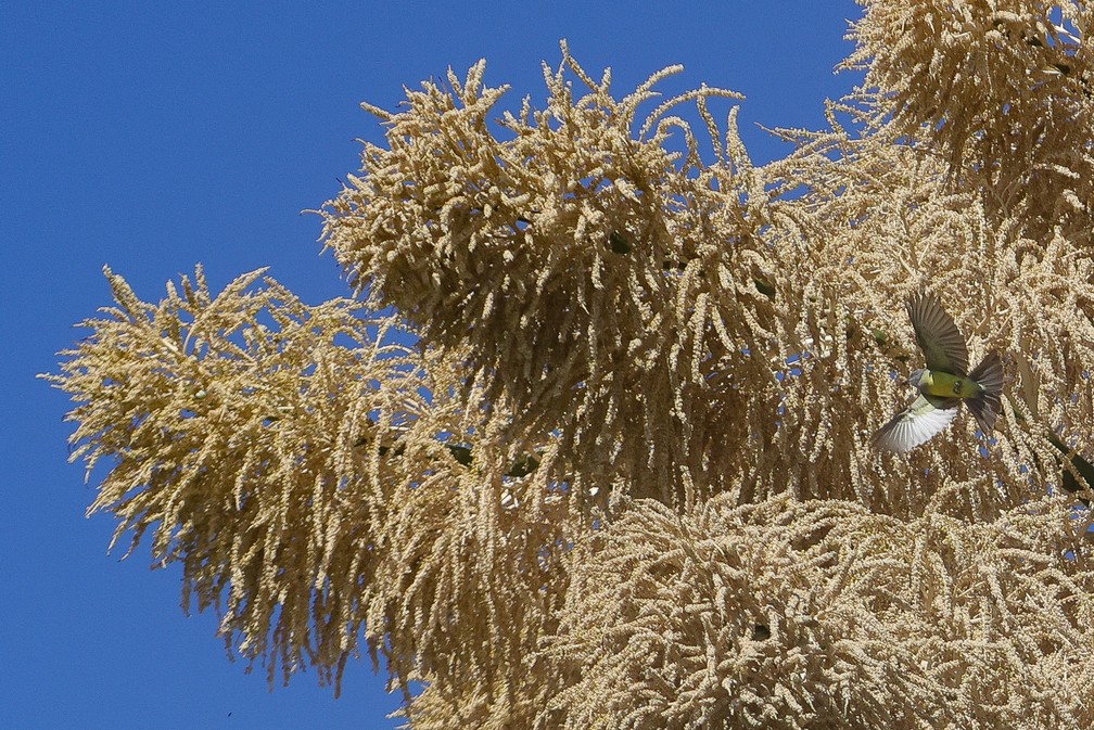 Floração da Talipot acontece uma única vez na vida das palmeiras. — Foto: Pedro Kirilos/Estadão Conteúdo