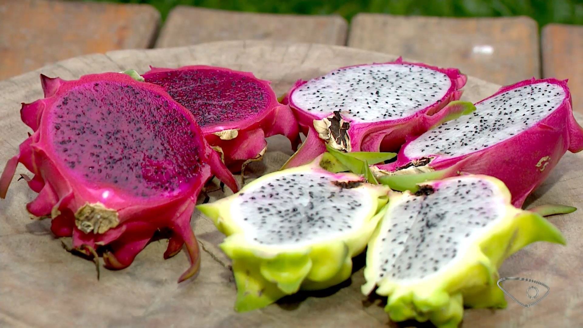 Com mais de 100 variedades testadas, produtores apostam na produção de pitayas no Sul do ES