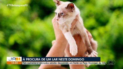 Feira de adoção de animais será realizada no Paço Municipal, em Palmas; saiba mais