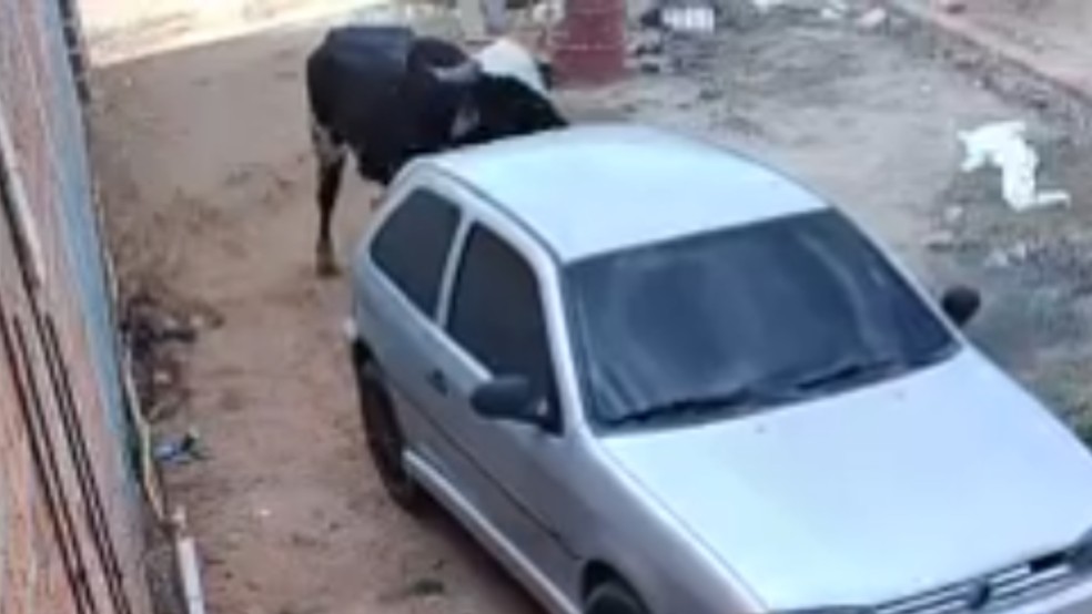 Boi furioso destrói carro no Ceará; de quem é a responsabilidade? — Foto: TV Verdes Mares/Reprodução