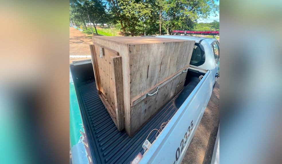 Tamanduá resgato estava com machucados e foi transportado até Presidente Prudente — Foto: Paulo Lima/Imagens Cedidas