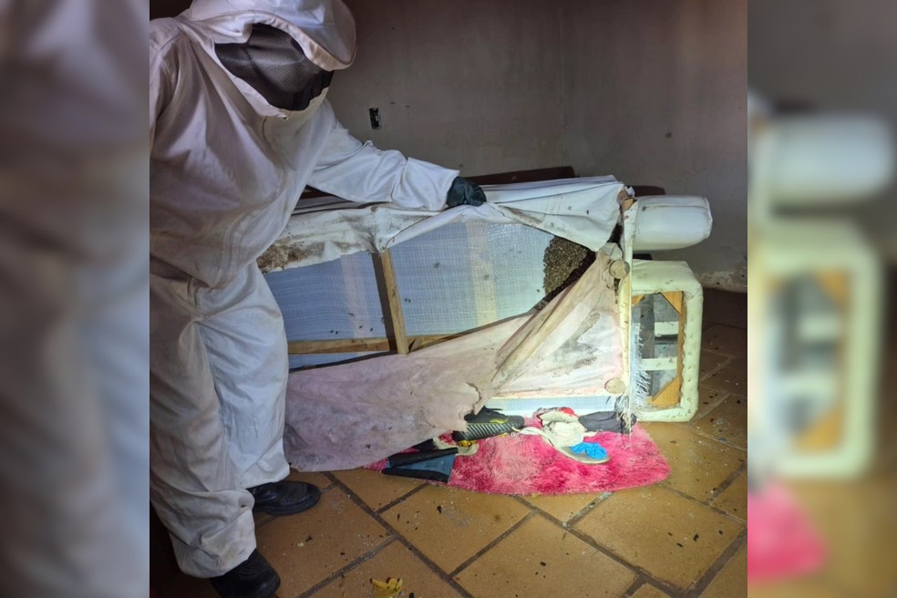 Colmeia embaixo do sofá em Igaraçu do Tietê (SP) — Foto: Reprodução/Defesa Civil