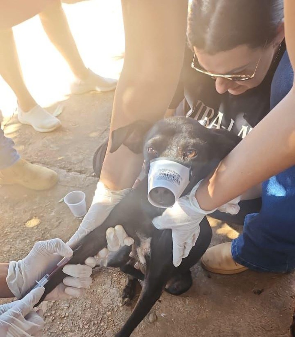 Animais não recebiam alimentação adequada nem cuidados veterinários — Foto: Polícia Civil