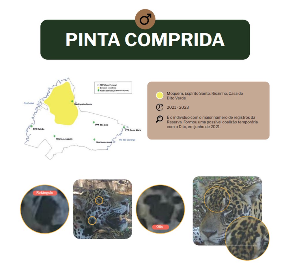 Entenda como identificar uma onça-pintada no Pantanal de MT — Foto: Sesc Pantanal