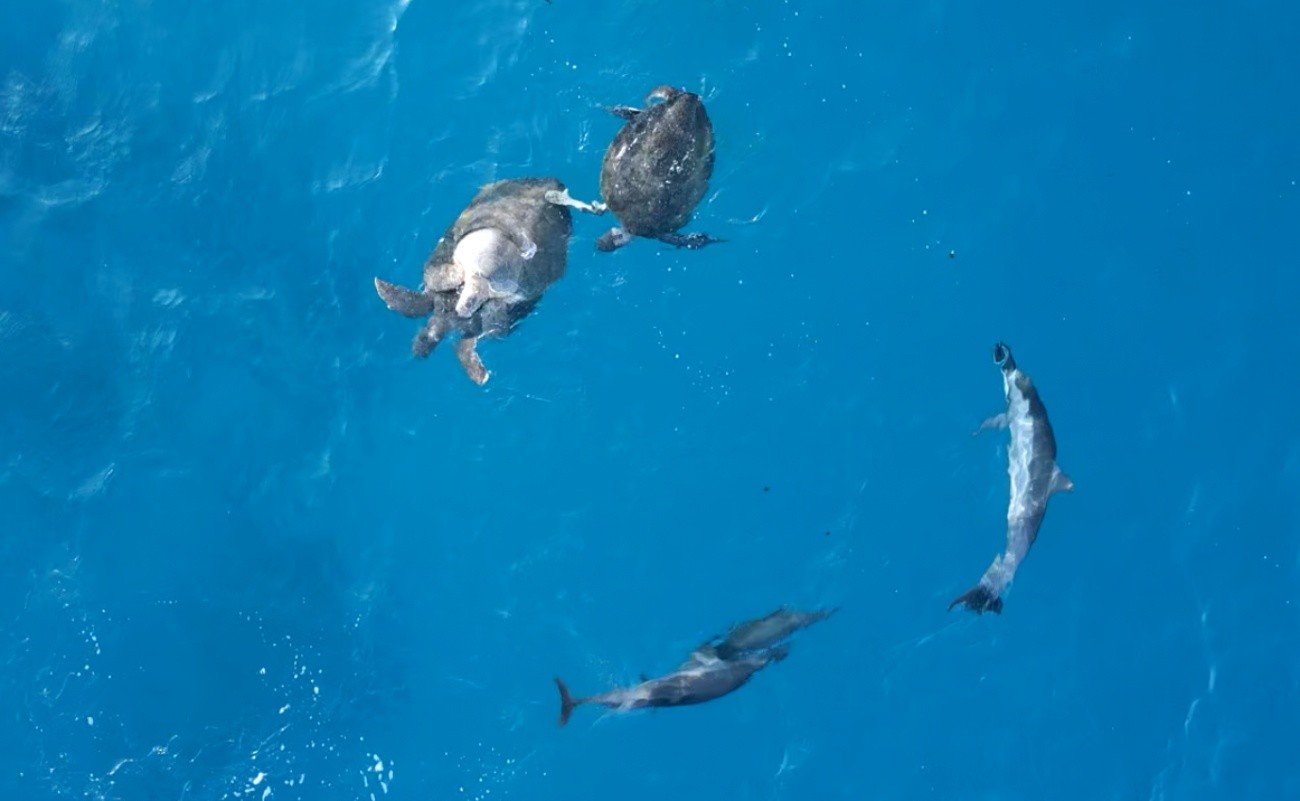 Tartarugas acasalam e ganham ‘plateia’ de golfinhos em Fernando de Noronha