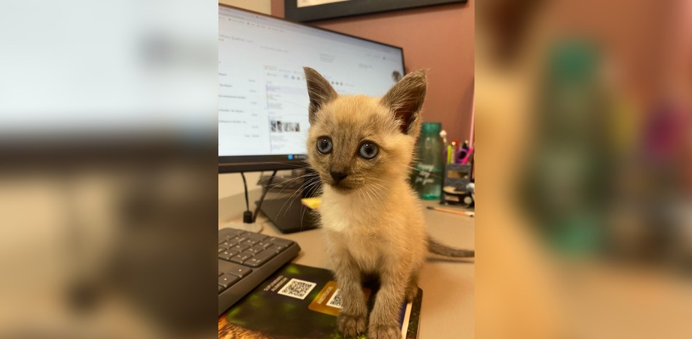 Veterinária explica sobre o quanto é importante ficar atento aos sintomas caso os gatos tenham sido intoxicados pelo repelente — Foto: Arquivo pessoal