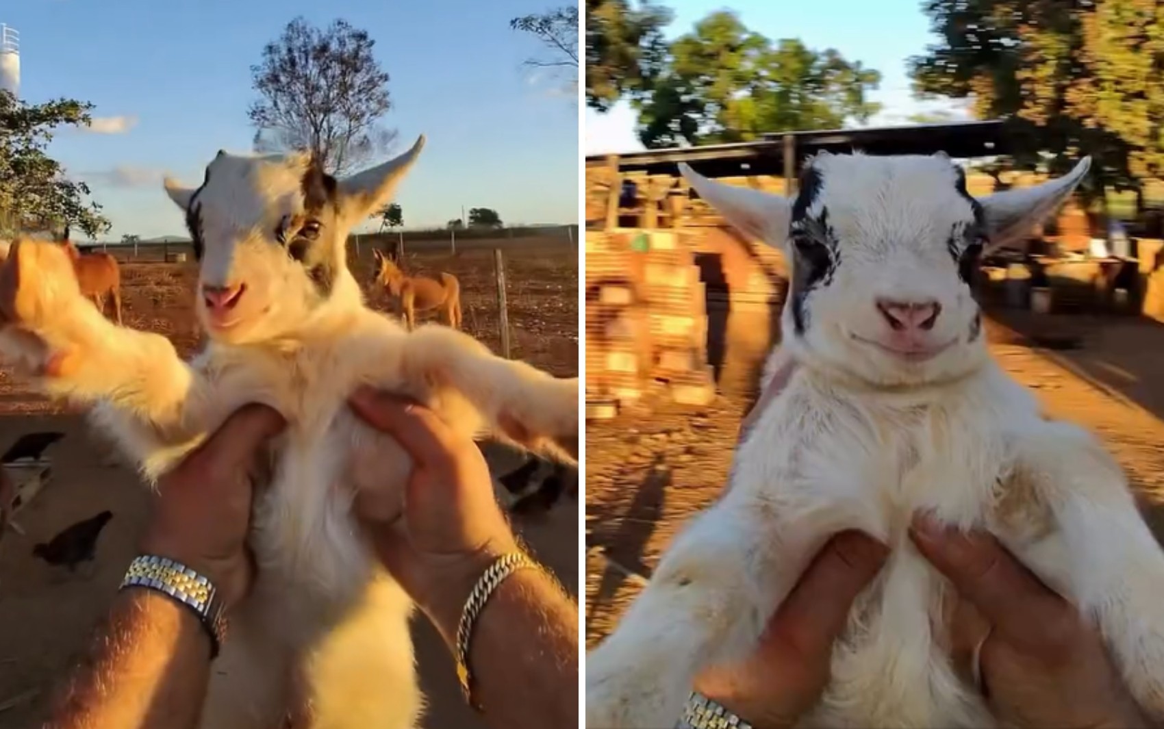Com milhões de views, fazendeiro viraliza ao mostrar vida com mini animais; veja
