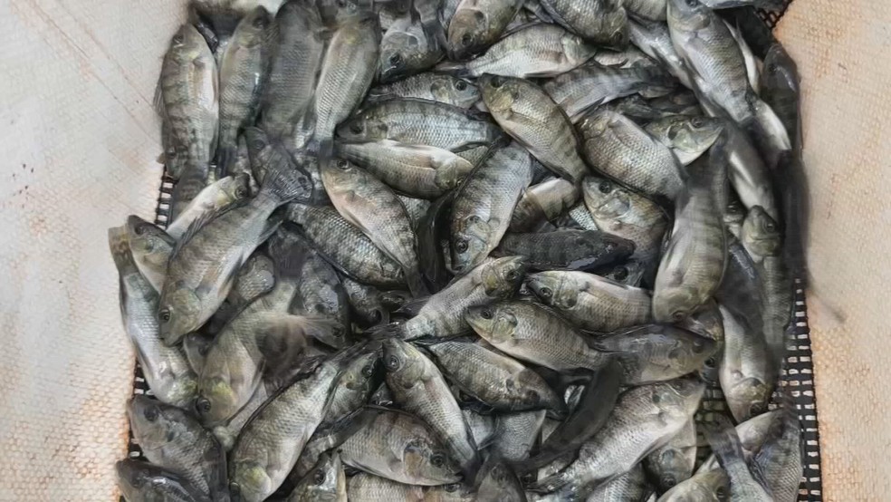 Imagem ilustrativa de tilápia. — Foto: Reprodução/TV TEM