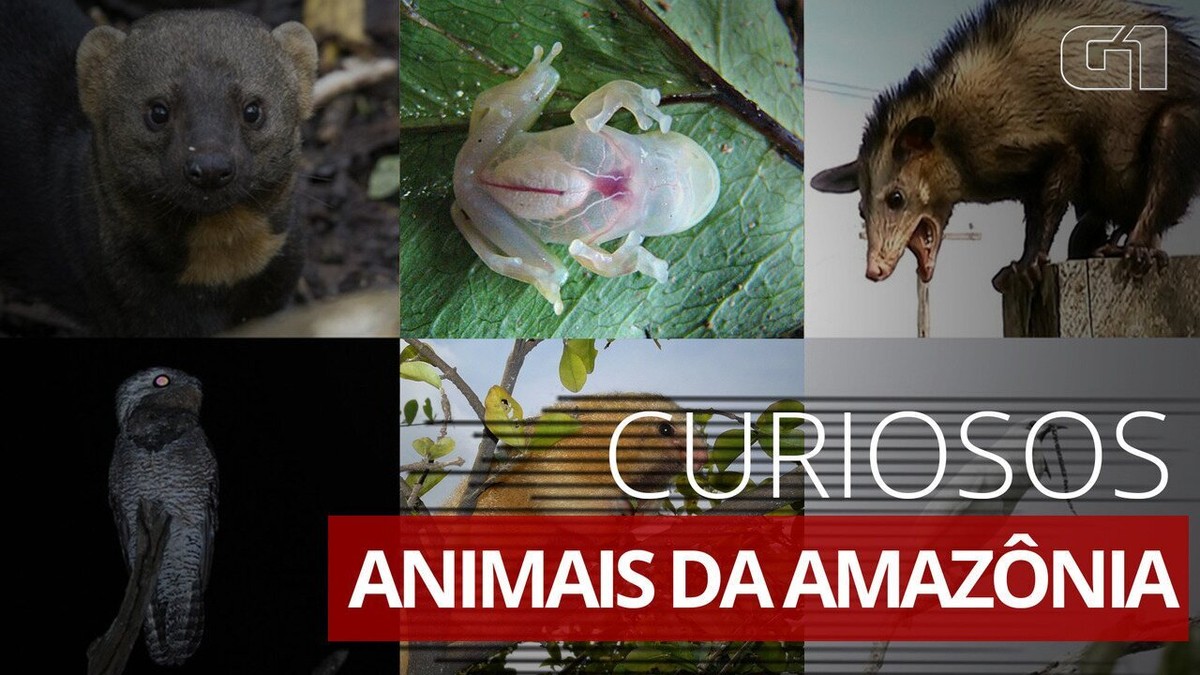 Atividade Procure No Caça Palavras Os Nomes Dos Animais Da Floresta