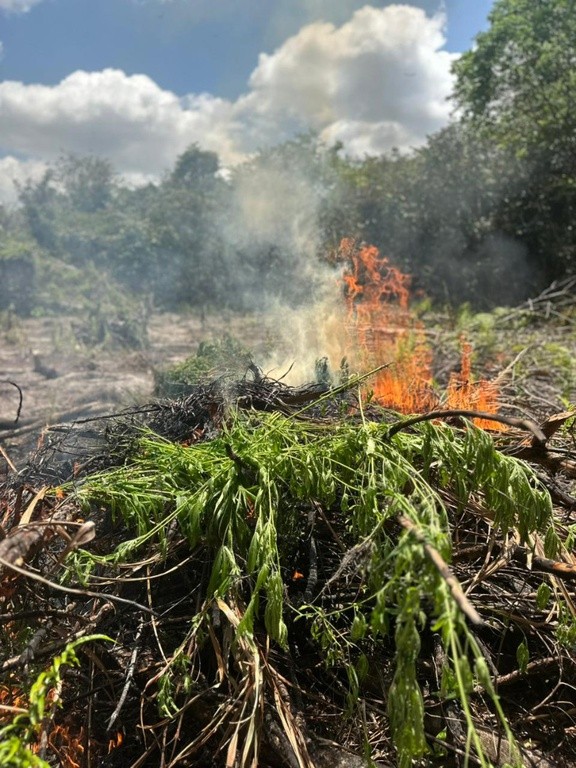 PF encontra 2,9 mil pés de maconha e prende homem em plantação no Pará