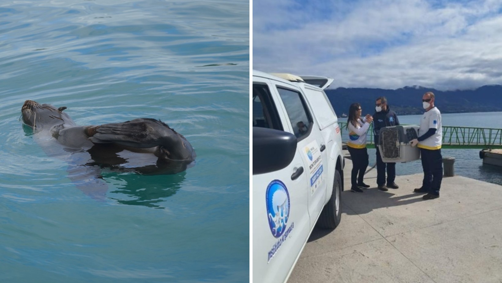 Lobo-marinho é resgatado após ser encontrado com ferimentos de pesca no Canal de São Sebastião