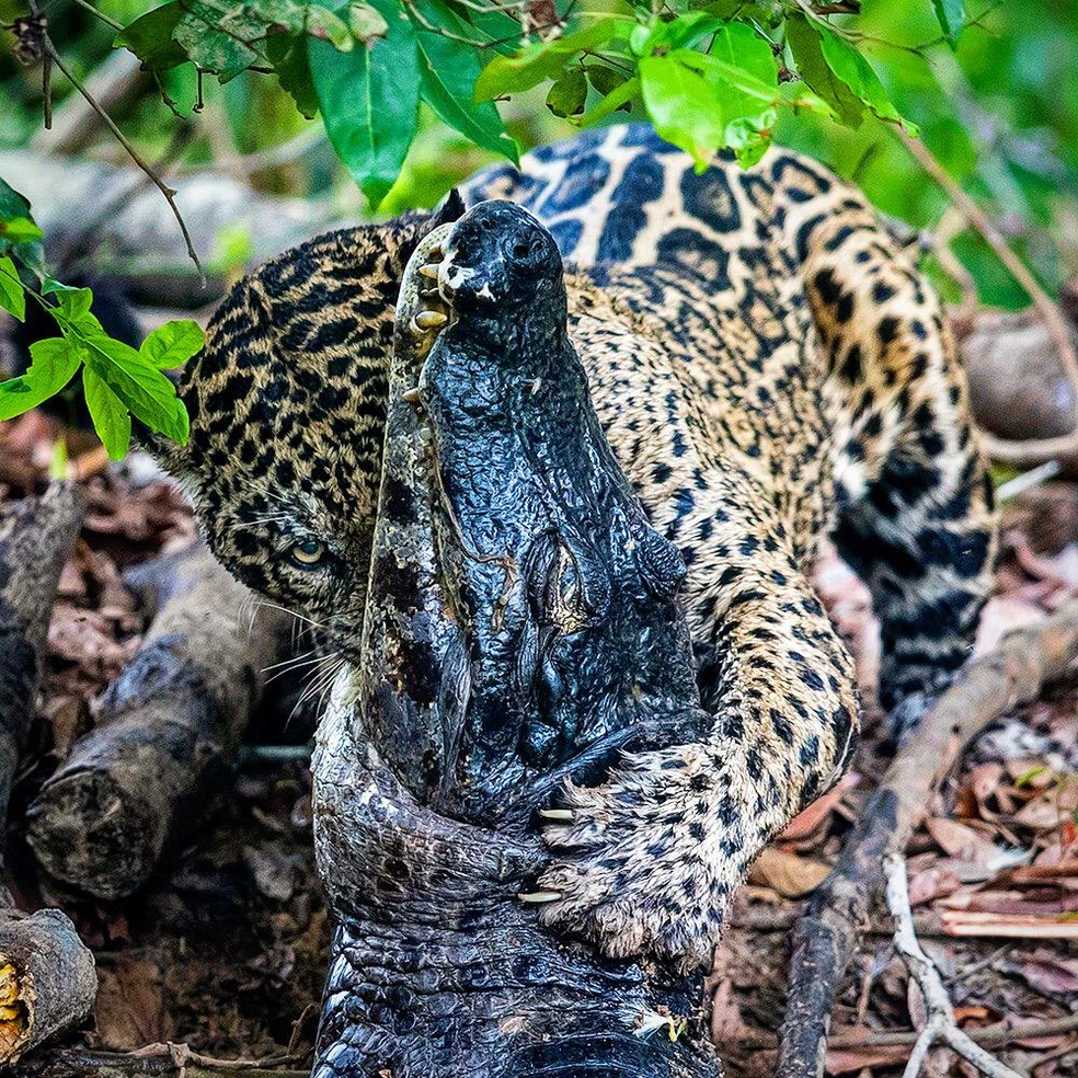Onça agarra jacaré às margens de rio no Pantanal de MT — Foto: Chris Brunskill