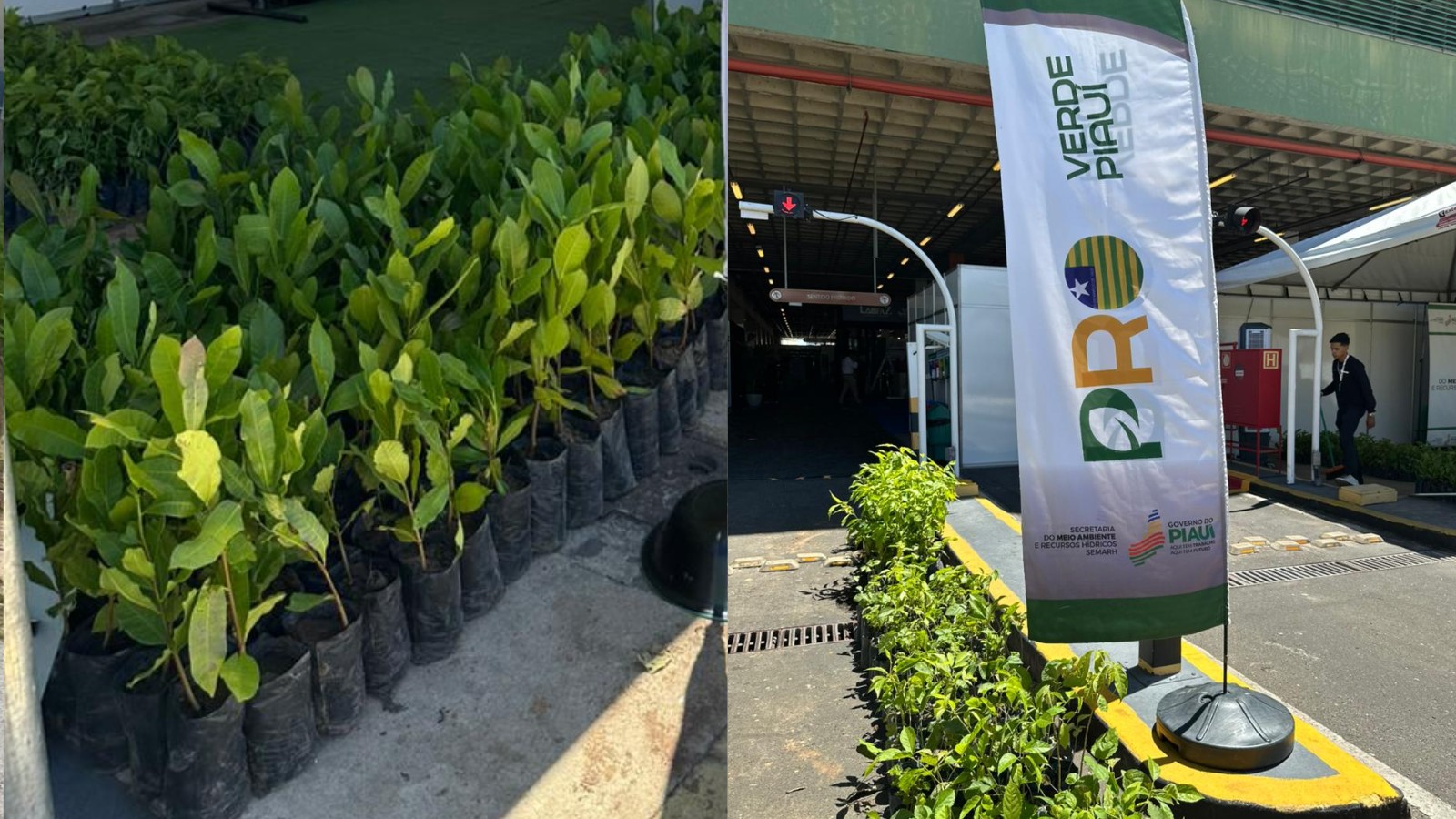 Projeto vai distribuir 15 mil mudas de árvores em bairros de Teresina a partir de sábado (7)