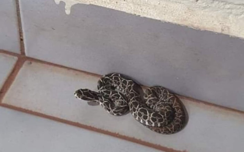 Cobra venenosa é encontrada dentro de escola em Miguelópolis (SP) — Foto: Arquivo pessoal