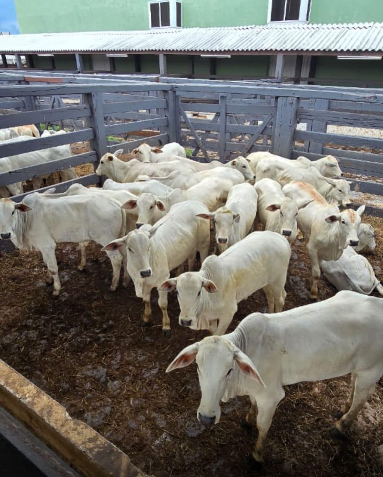 51ª Expomontes: Sociedade Rural divulga agenda de leilões