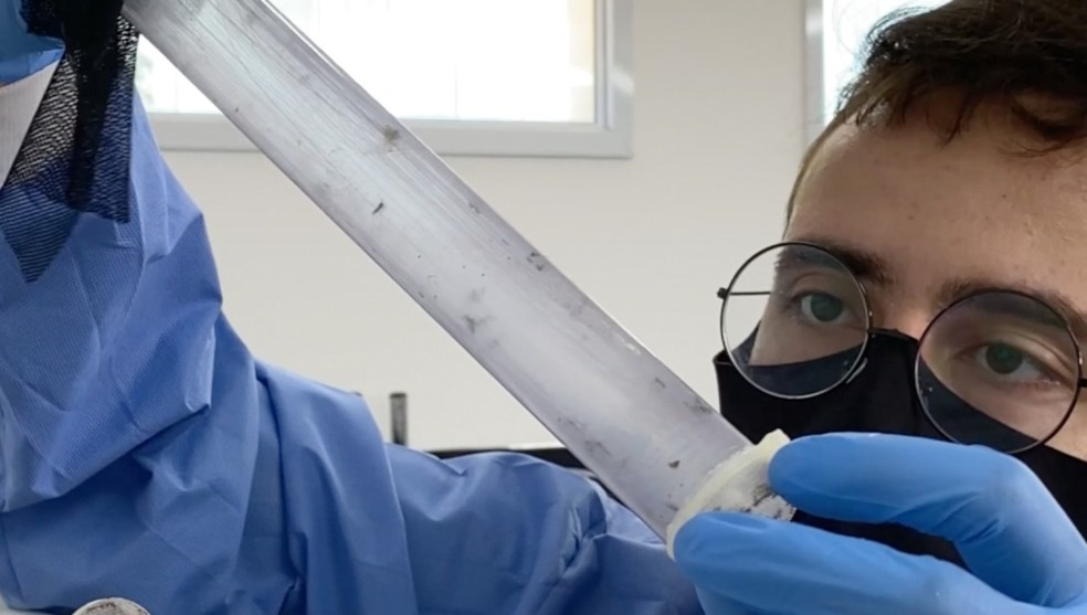 Mosquitos com Wolbachia  — Foto: TV Morena/Reprodução