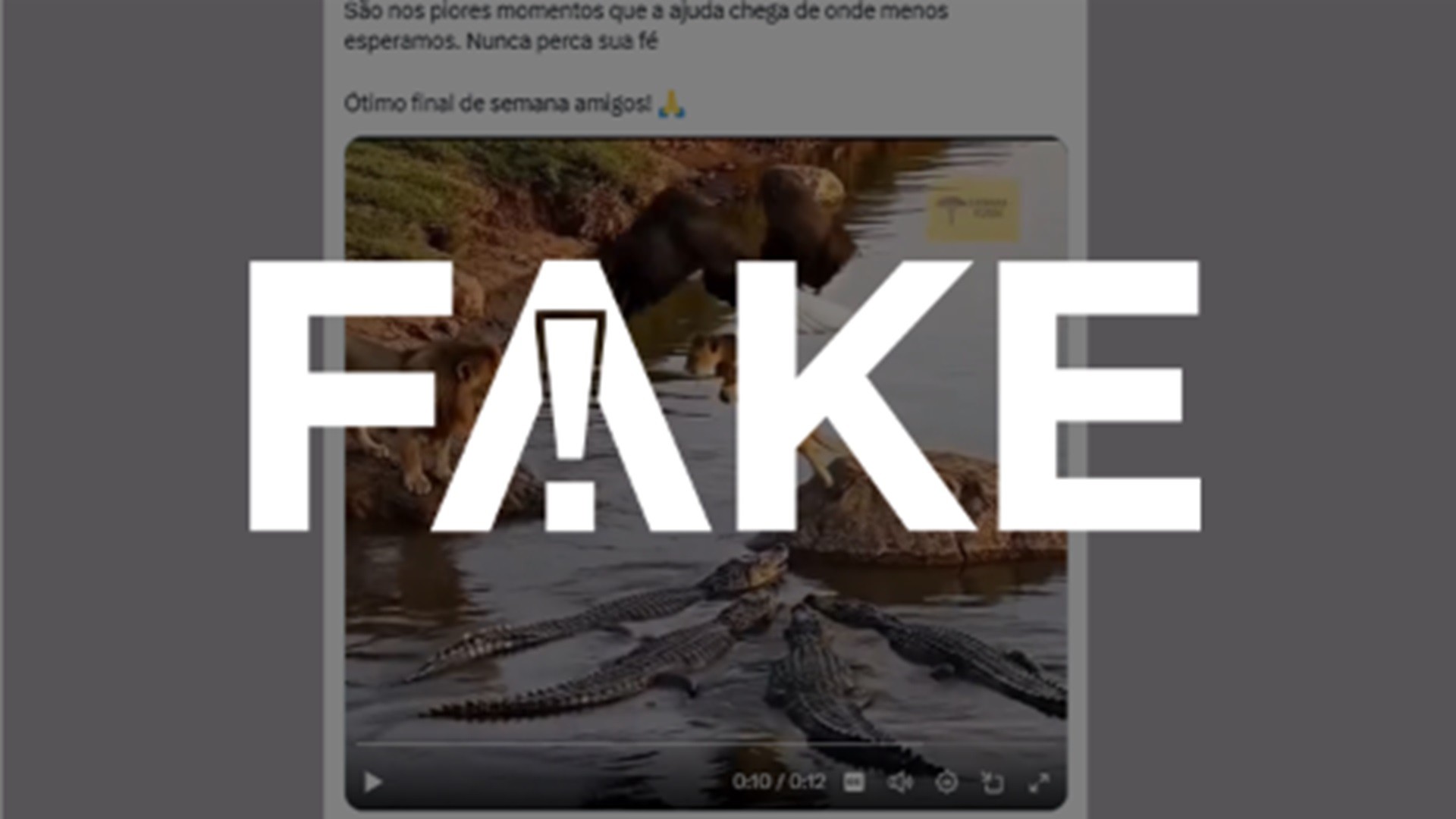 É #FAKE vídeo de águia resgatando filhote de leão ameaçado por crocodilos; imagens foram geradas com inteligência artificial  