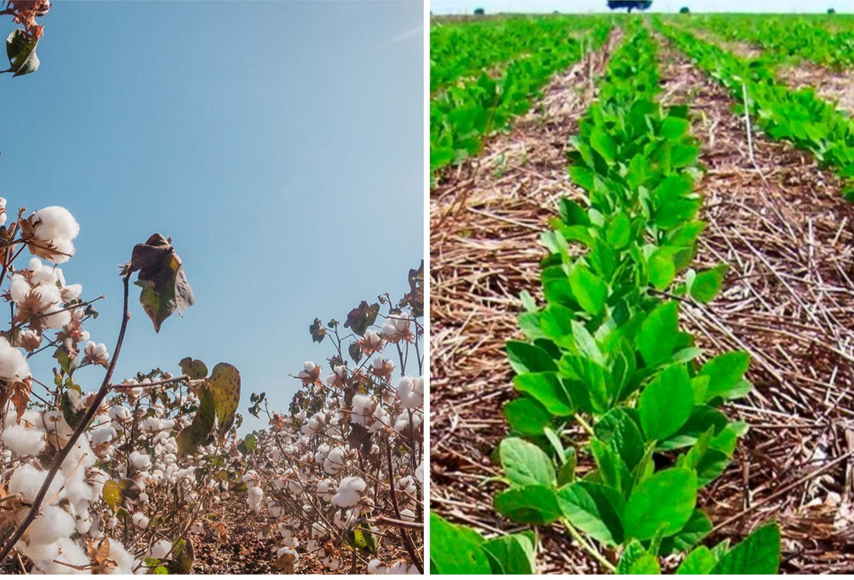 Algodão tem aumento de 34,2% na área plantada e soja deve alcançar 1,5 milhão de hectares cultivados no Tocantins