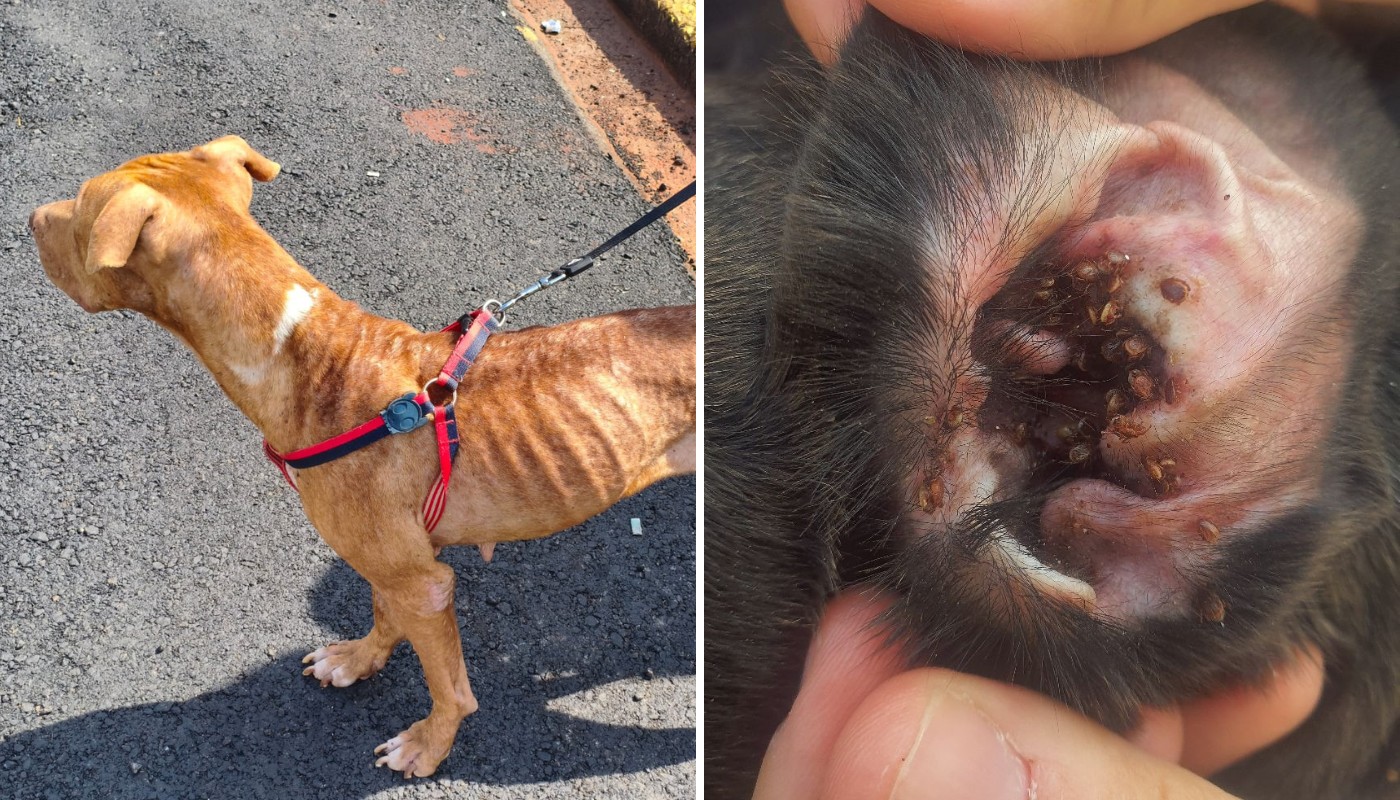 Mulher é presa por maus-tratos contra dois cães em Americana