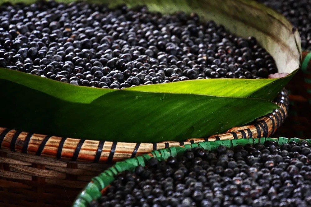 Produção agrícola do Amapá cresce com avanço do açaí, mas mandioca preocupa, diz IBGE 