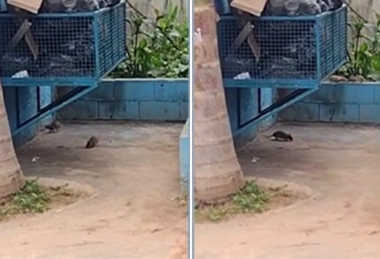 Moradores reclamam de ratos ao lado de escola estadual em Mogi das Cruzes