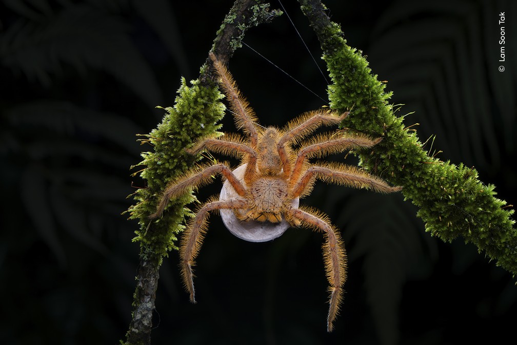 A aranha Heteropoda "davidbowie", nomeada em homenagem ao cantor e compositor devido à sua semelhança com o artista. Na foto, a espécie de corpo laranja é vista carregando um ovo em Cameron Highlands, na Malásia. — Foto: Ian Ford/Wildlife Photographer of the Year
