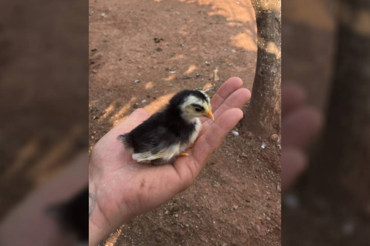 Pintinho nasce com marca parecida com sobrancelha no Paraná: 'uma lenda da micropigmentação'