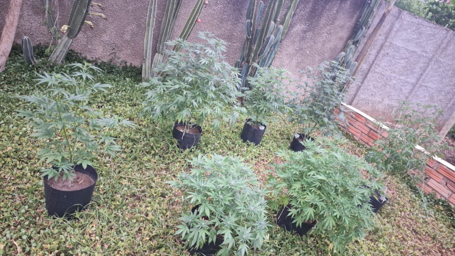 Estufa com plantação de maconha é descoberta após denúncia anônima em Uberlândia