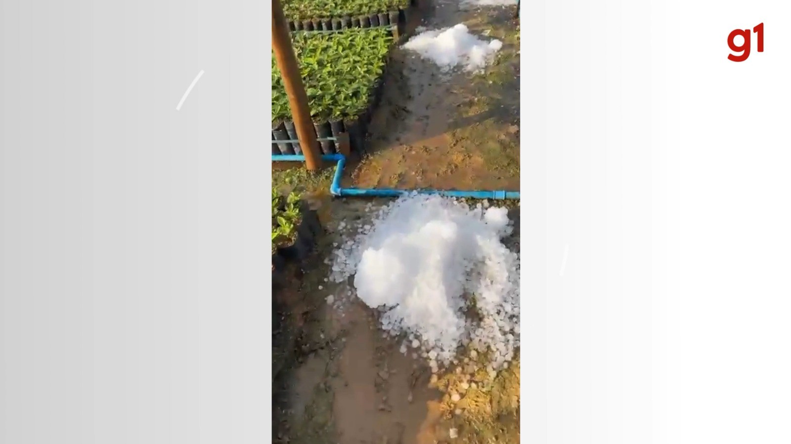 Chuva de granizo atinge Manhuaçu e cidades da Zona da Mata e afeta viveiros de café