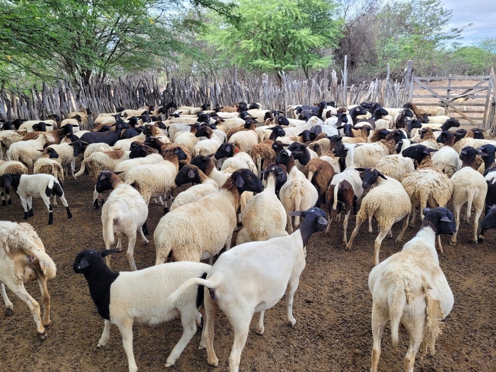 Serviço emite um selo que atesta as boas condições sanitárias produtivas e pode facilitar o acesso a novos mercados. — Foto: Arquivo/Samila dos Humildes