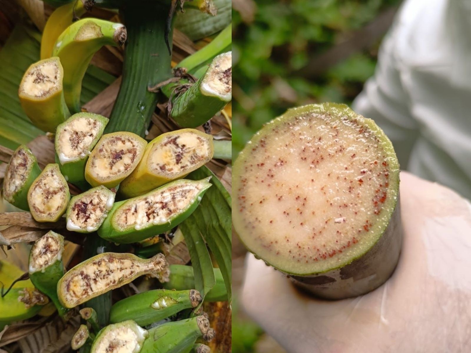 Foco de bactéria que causa perda de bananeiras é encontrado no interior do Acre