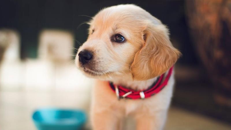 Como calcular a verdadeira idade do seu cachorro