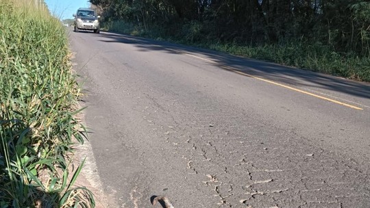Tamanduá-mirim morre atropelado em estrada vicinal que corta reserva florestal em Presidente Epitácio - Animal foi atingido por veículo na ponte sobre o Córrego do Veado.