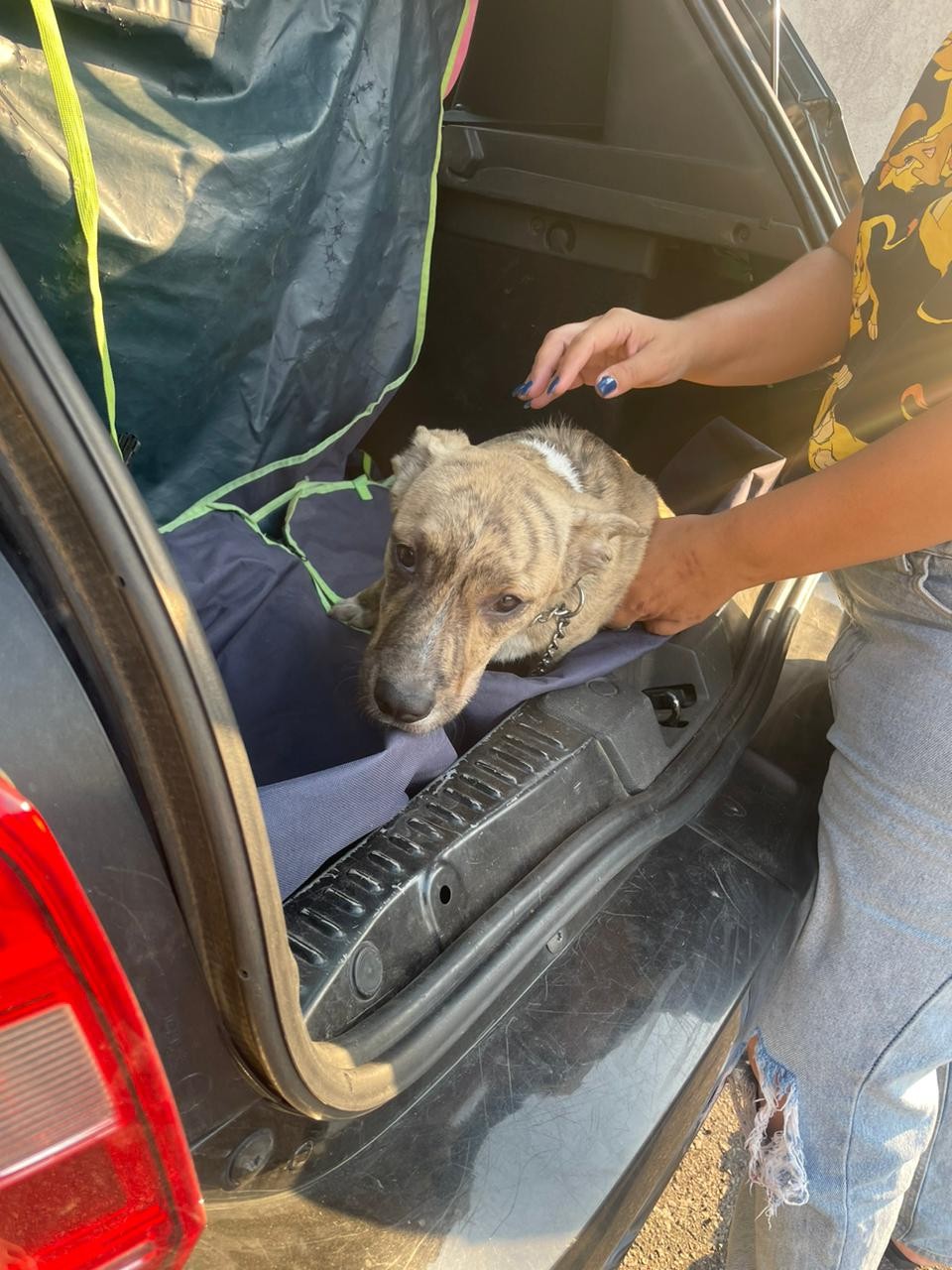 VÍDEO: Cachorro é resgatado após ser jogado por cima do muro em terreno abandonado em São José