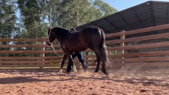 Cavalos campeões são cercados de muita atenção no dia-a-dia - Com rotina, alimentação e cuidados especiais, criadores de cavalos de competição garante desempenho e valorização.