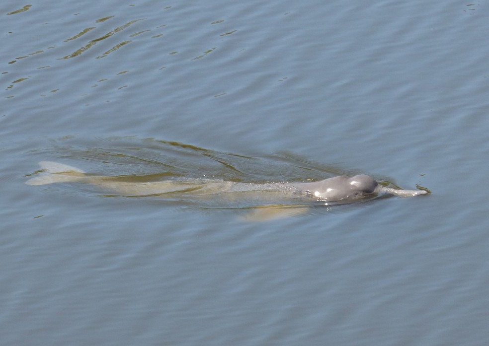 Boto 'Inia Aragualiaensis' — Foto: Instituto Araguaia/ Divulgação
