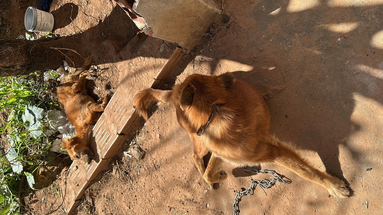 Justiça libera tutora presa em flagrante por maus-tratos a cães, mas a proíbe de ter a guarda de animais em Presidente Prudente