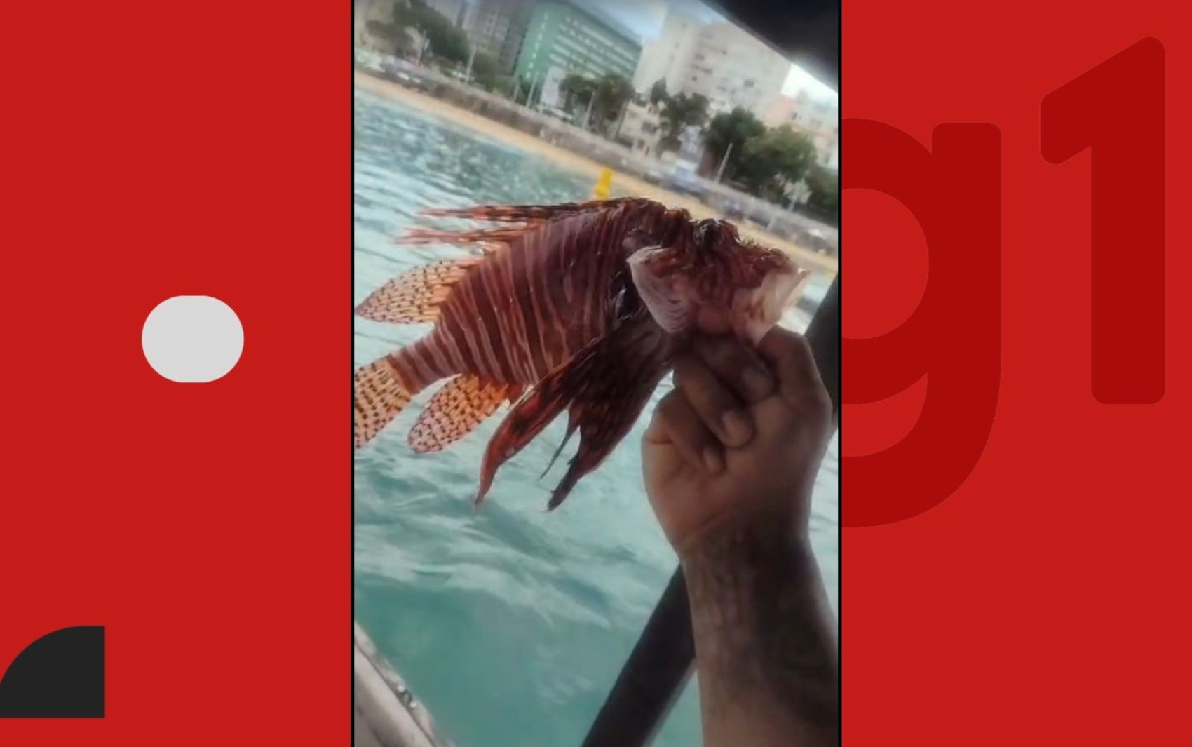 Peixes venenosos são capturados no Porto da Barra, em Salvador; espécie ameaça biodiversidade