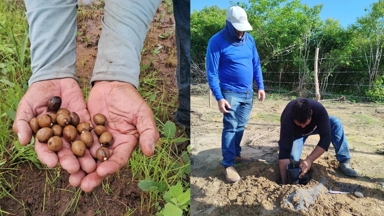 Agricultores testam cultivo integrado de carnaúba para aumentar renda e recuperar áreas degradadas no PI