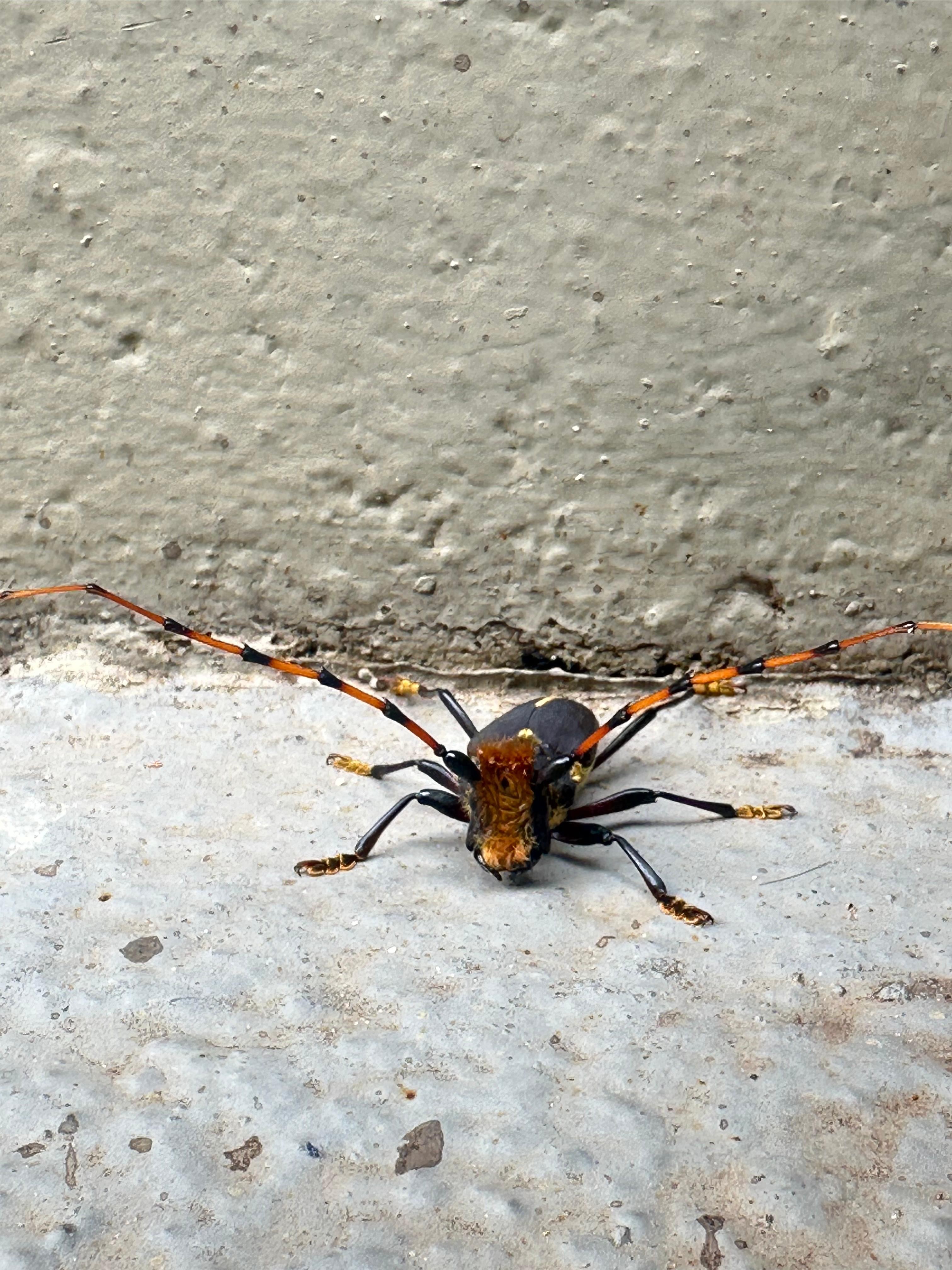 Câmeras Pegam Insetos em Corredores da EPTV: O Que Não Querem Que Você Veja