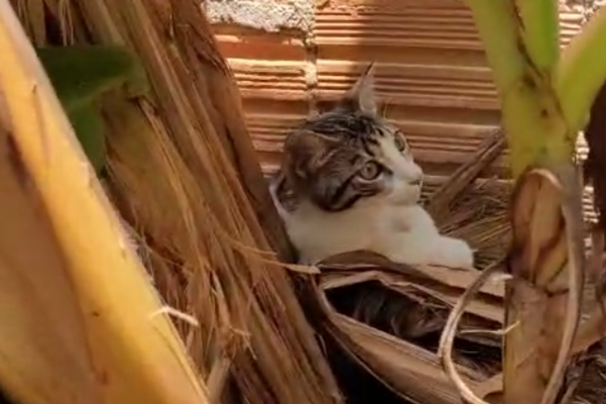 Três homens são presos suspeitos de maus-tratos a gato em Itacoatiara, no Amazonas