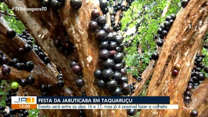 Festa da Jabuticaba em Taquaruçu começa dia 14 de novembro