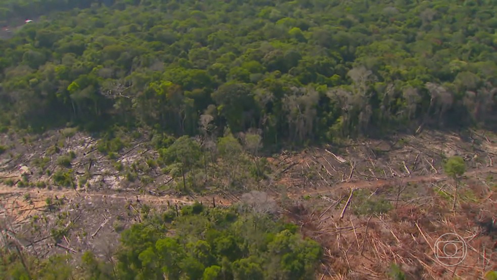 Desmatamento no Cerrado — Foto: Jornal Nacional/ Reprodução