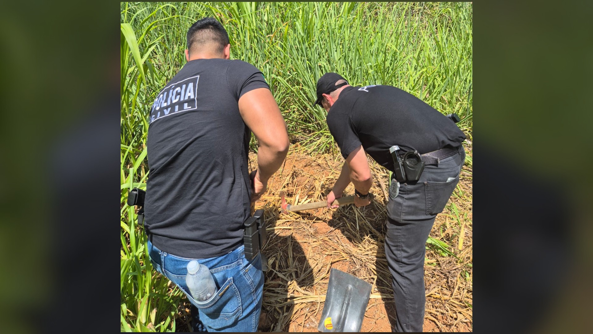 Cão da Polícia Civil encontra corpo enterrado em canavial em Itupeva