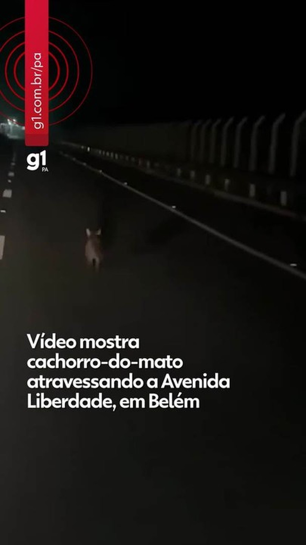 Raposa? Animal silvestre chama atenção ao atravessar a Avenida Liberdade, em Belém