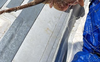 VÍDEO: Polícia faz 'parto' de espécie de tubarão preso em rede de pesca e resgata filhotes no Litoral de SP