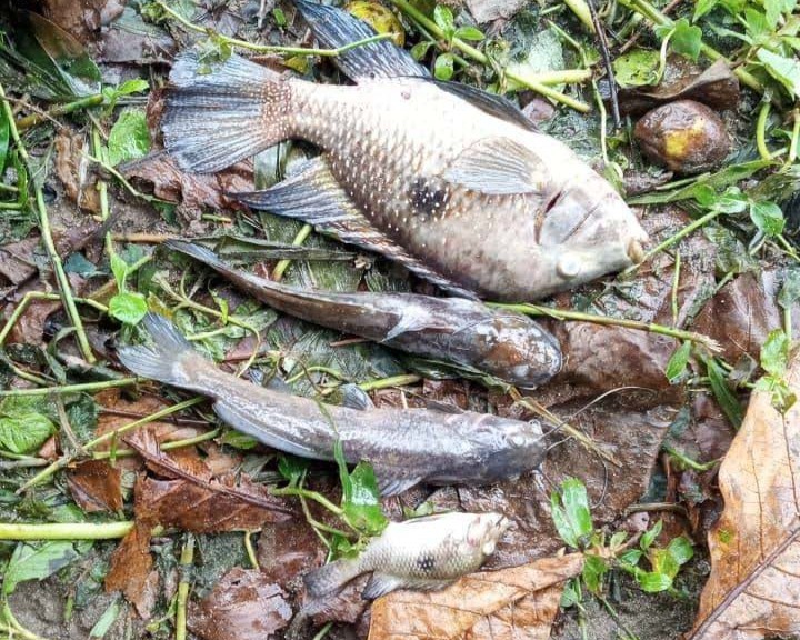 Prefeitura de São Sebastião aplica multa de R$ 100 mil à Sabesp por contaminação de rio e morte de peixes