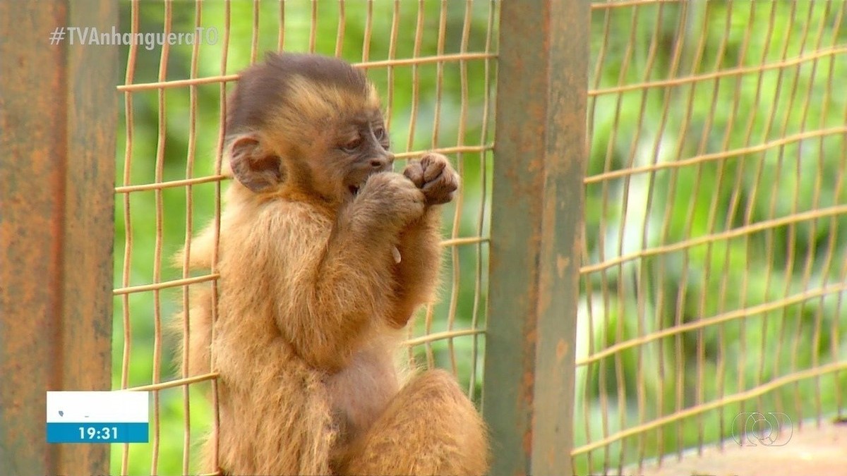 Campanha De Ong Alerta Para Risco De Extinção De Animais Símbolos Do Cerrado Tocantins G1 8439